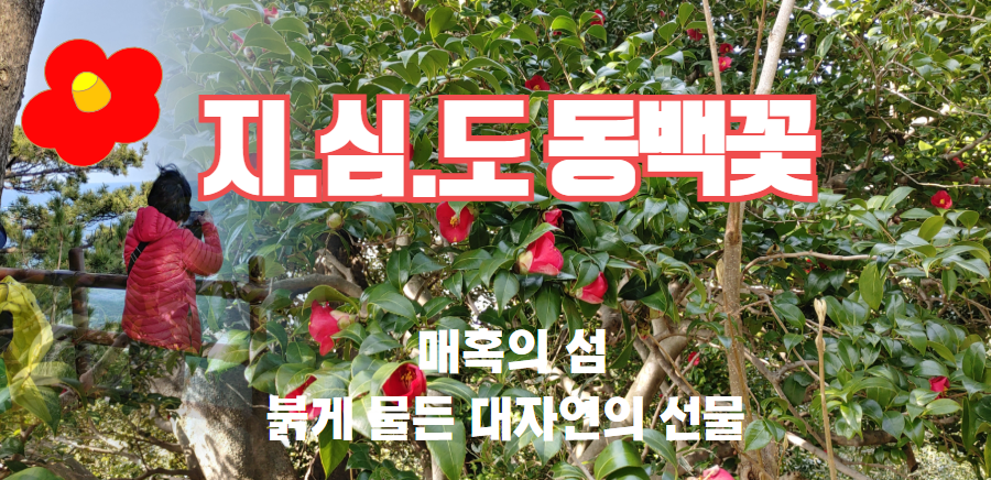 [당일]지심도 동백꽃+해안산책길